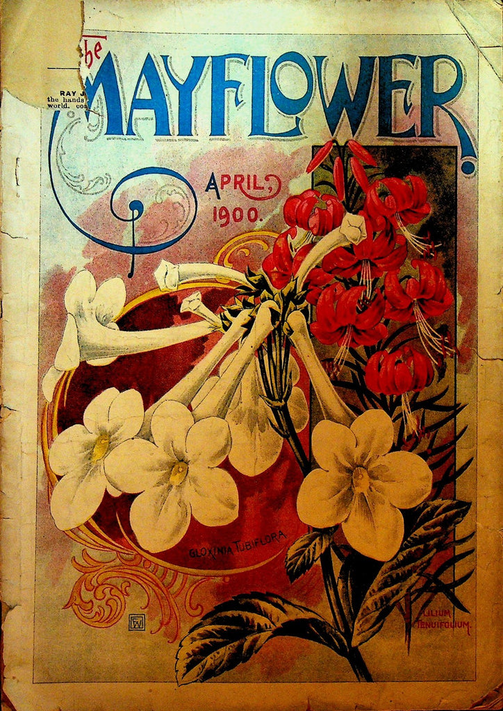 Mayflower Magazine April 1900 Flowers Gardening0