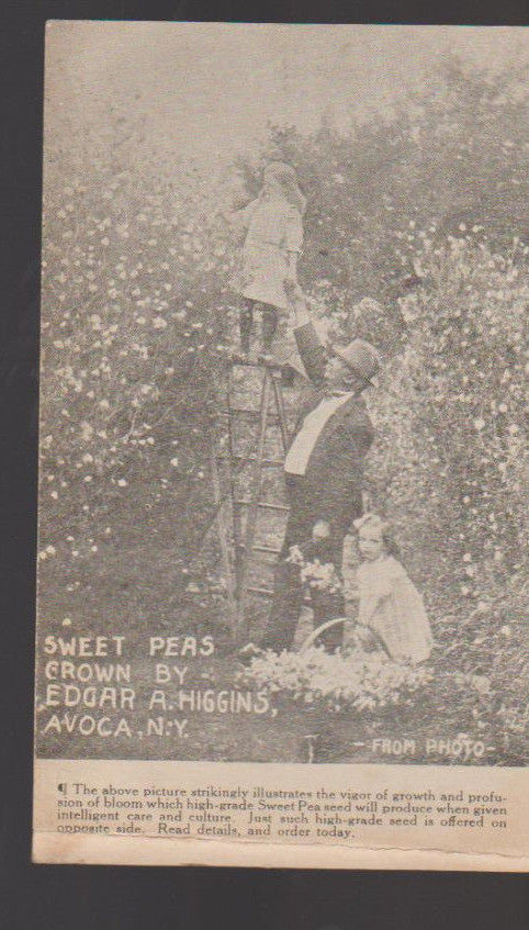 Sweet Peas Grown by Edgar A Higgins Avoca NY Ad Card 0