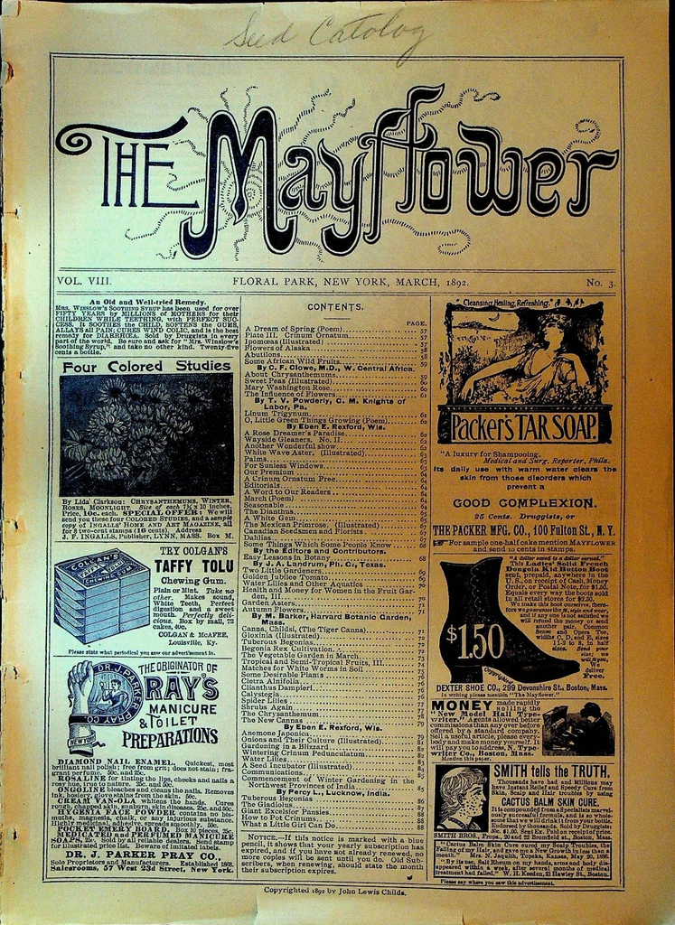 Mayflower Magazine March 1892 Flowers Gardening Chromolithograph