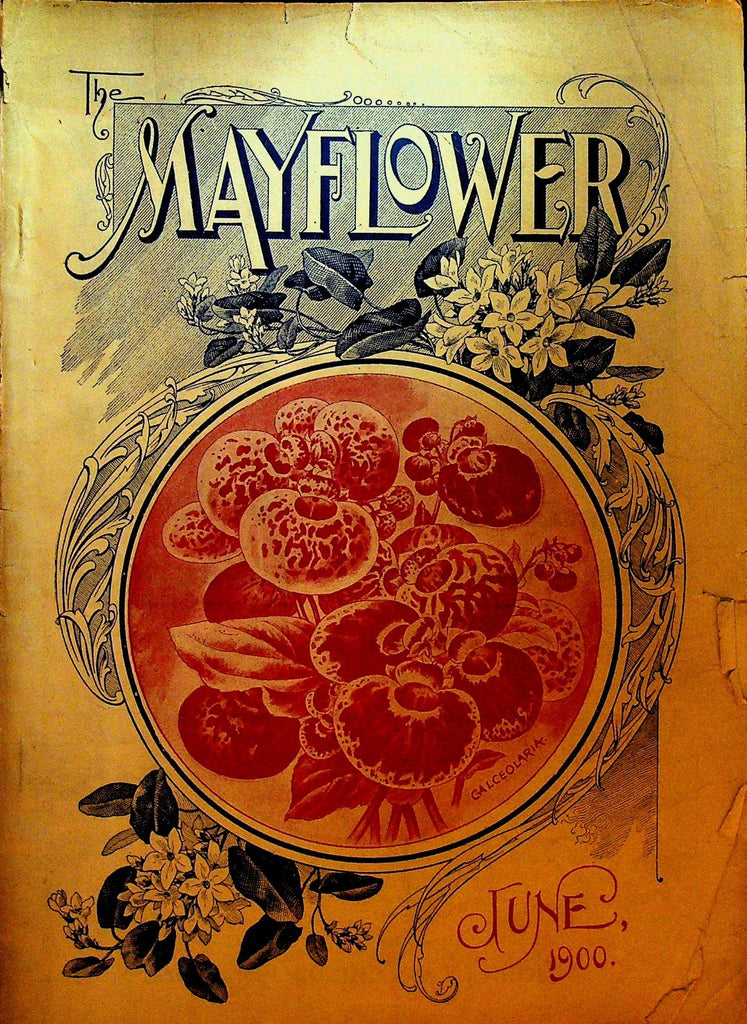 Mayflower Magazine June 1900 Flowers Gardening0