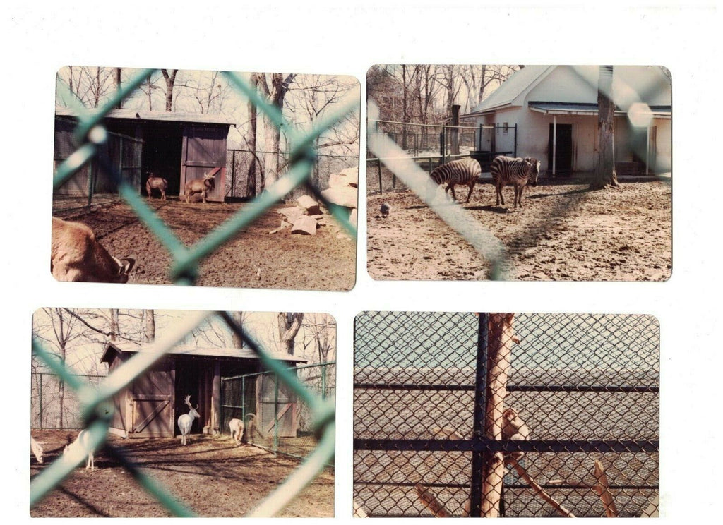 Zoo & Aquarium Snapshot Lot of 10 Photos 1980s Camel Shark Deer