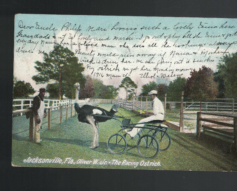 Oliver W Jr the Racing Ostrich Postcard Jacksonville Florida