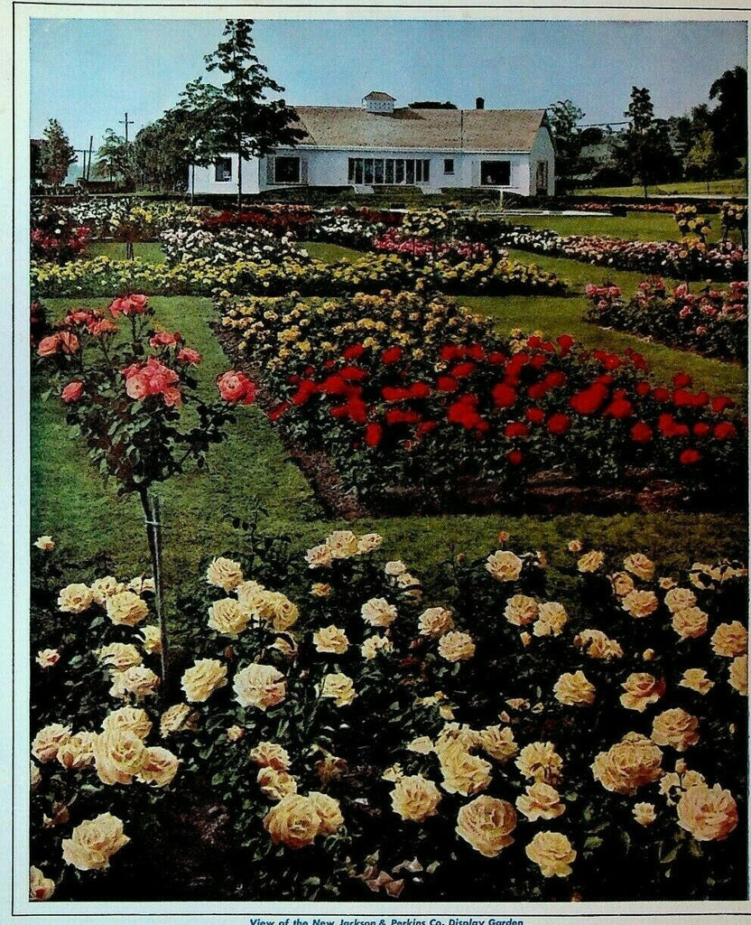 Parade of Modern Roses & Perennials Catalog 1948 Jackson & Perkins Newark