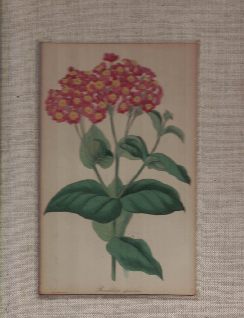 Rondeletia Speciosa Beautiful Matted Flower Print 1800s