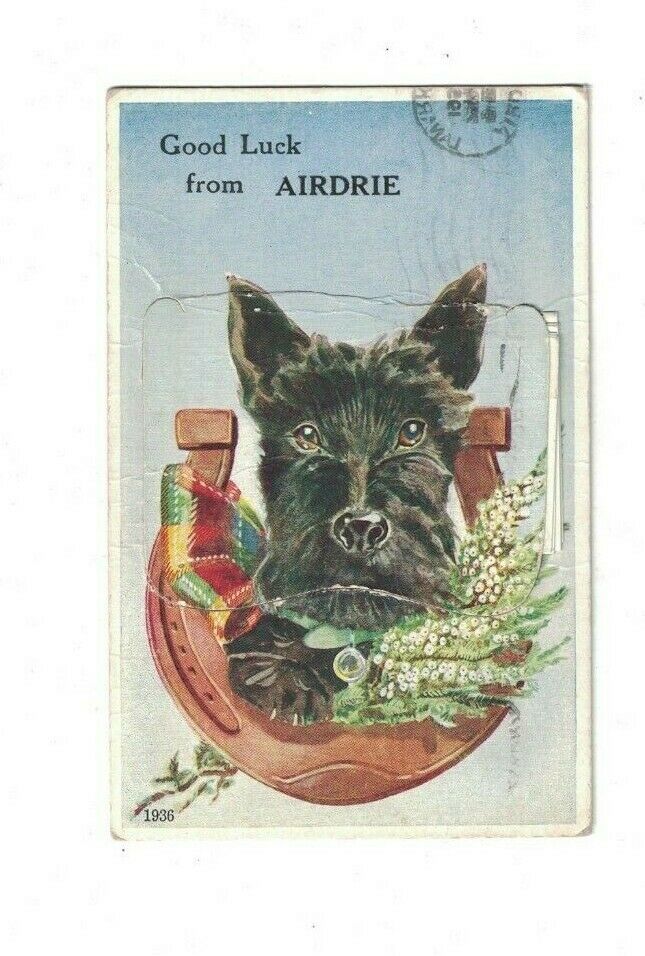 Scottish Terrier Scottie Dog Valentine's Mail Novelty Postcard From Airdrie