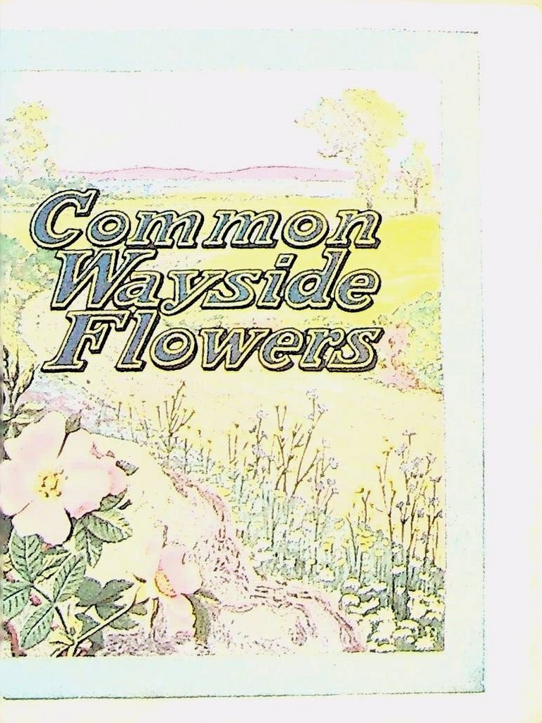 Common Wayside Flowers Booklet Dwinell Wright Co White House Coffee Tea 1916