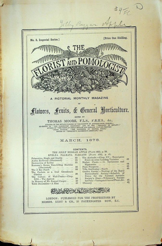 Florist & Pomologist Magazine March 1878 Jolly Beggar Apple Plate