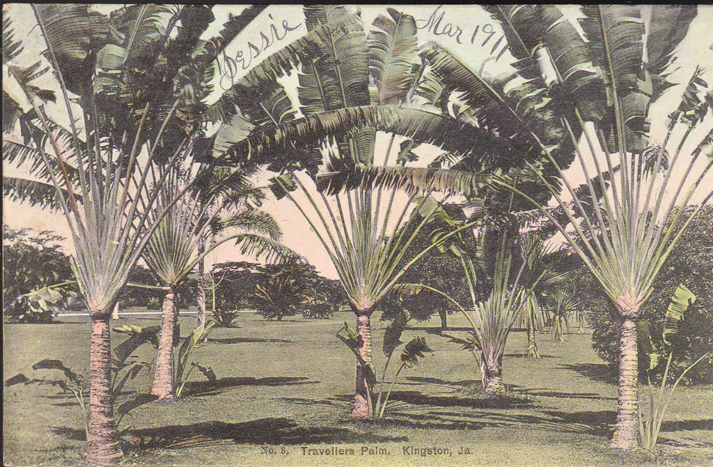 Kingston Jamaica Travellers Palm  Postcard 1911