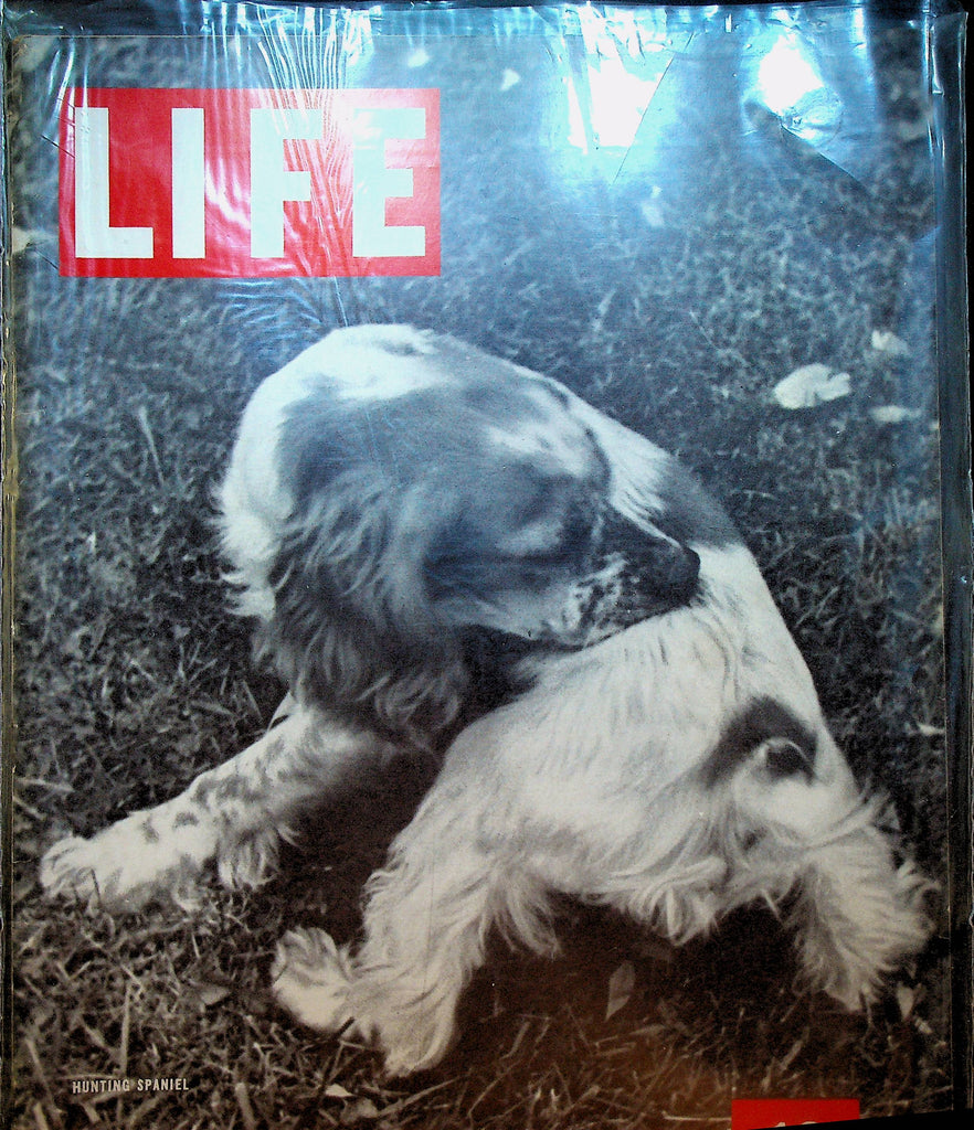 Life Magazine October 25 1937 Hunting Spaniel Dog