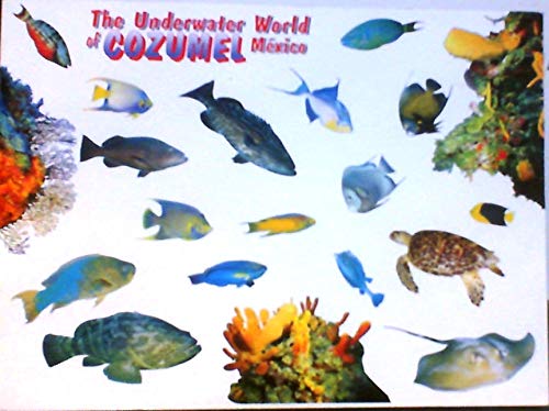 The Underwater World of Cozumel Mexico